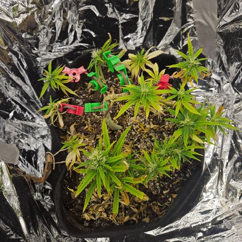 Space Girl growlog timeline photo
