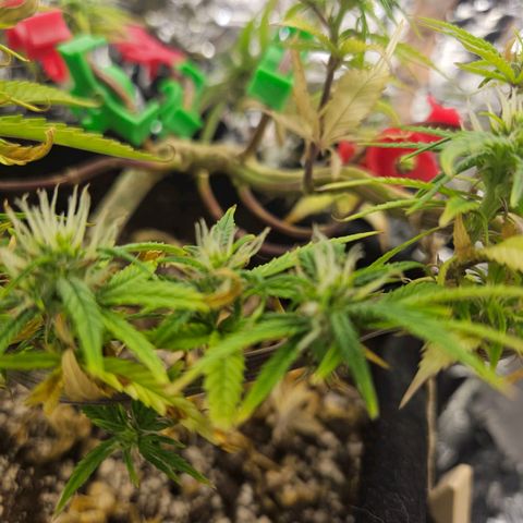 Space Girl growlog timeline photo