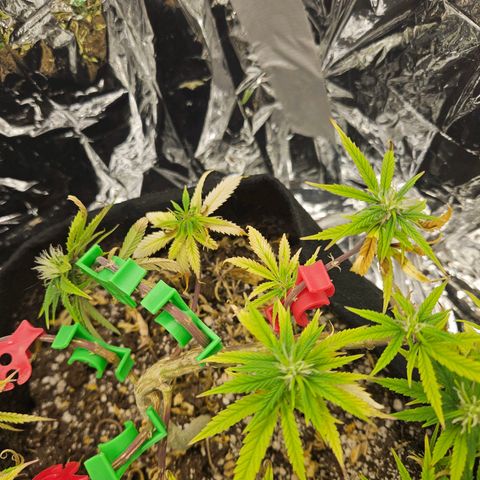 Space Girl growlog timeline photo