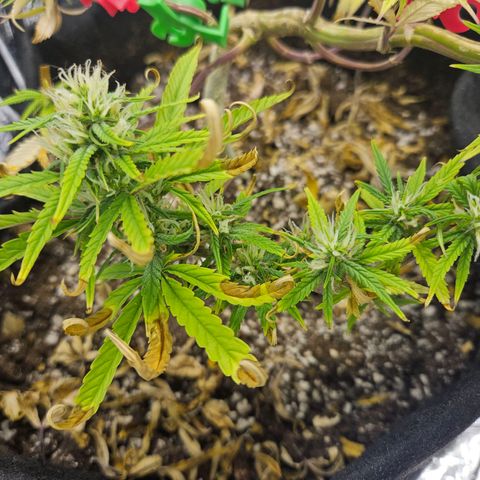 Space Girl growlog timeline photo