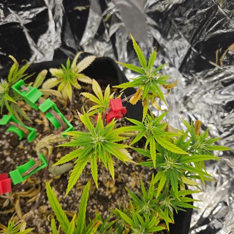 Space Girl growlog timeline photo