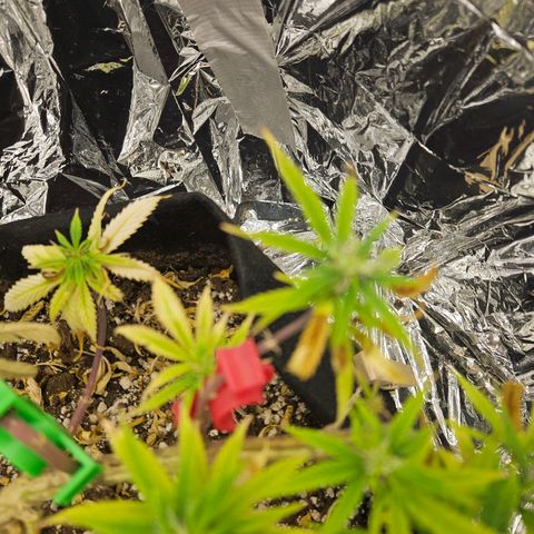 Space Girl growlog timeline photo