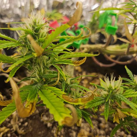 Space Girl growlog timeline photo