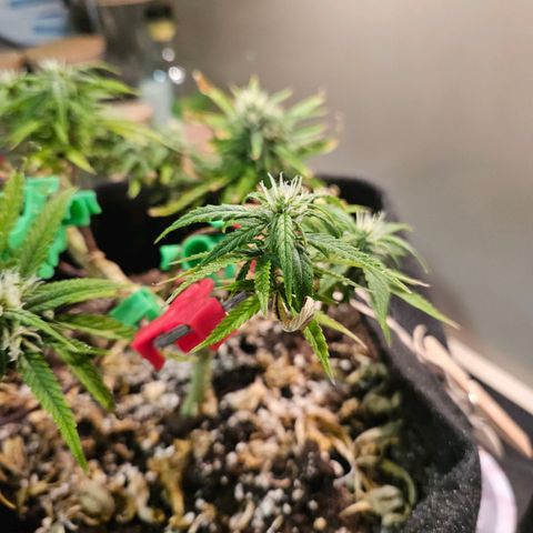Space Girl growlog timeline photo