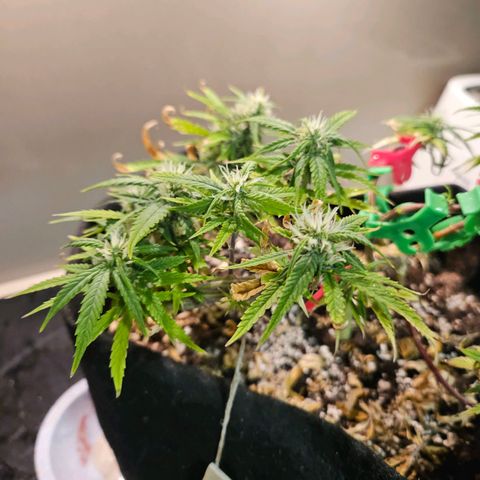 Space Girl growlog timeline photo