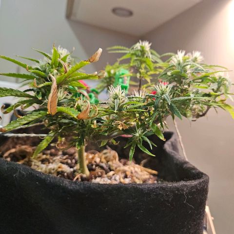 Space Girl growlog timeline photo