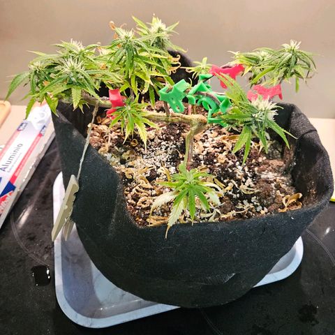 Space Girl growlog timeline photo