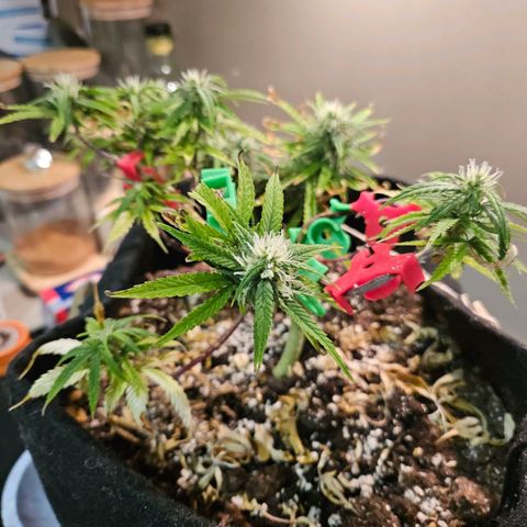 Space Girl growlog timeline photo