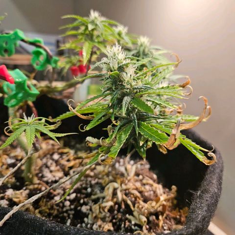 Space Girl growlog timeline photo
