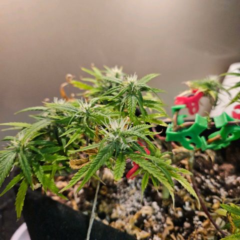 Space Girl growlog timeline photo
