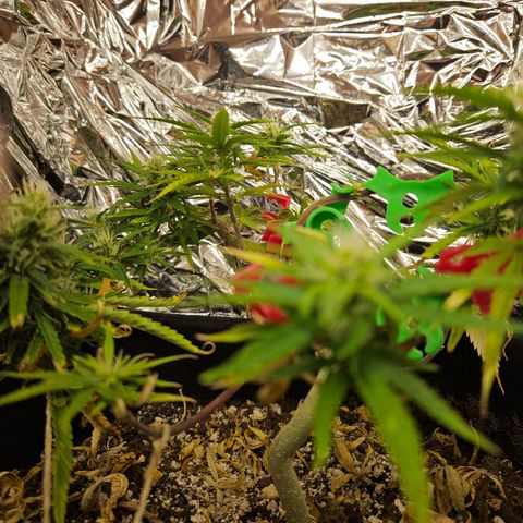 Space Girl growlog timeline photo