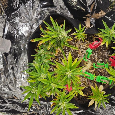 Space Girl growlog timeline photo