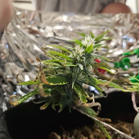 Space Girl growlog timeline photo