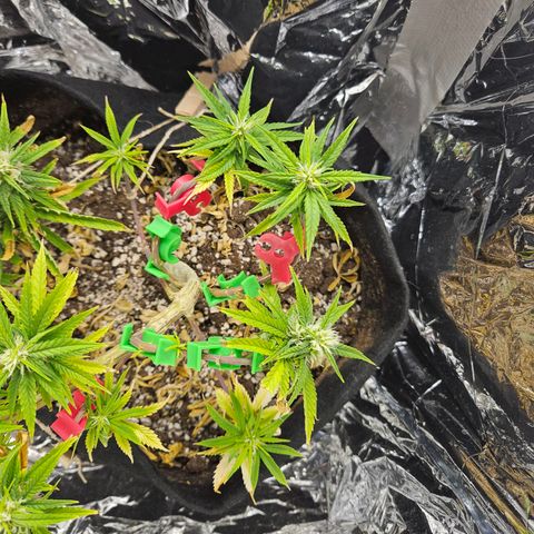 Space Girl growlog timeline photo