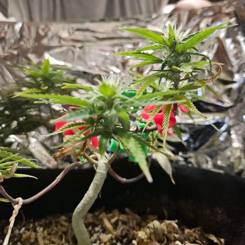 Space Girl growlog timeline photo