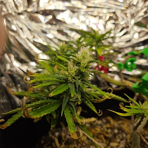 Space Girl growlog timeline photo