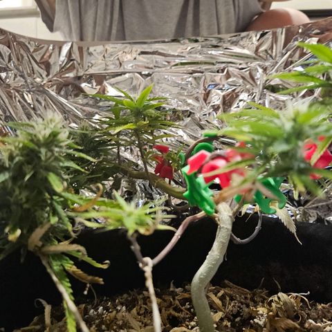 Space Girl growlog timeline photo