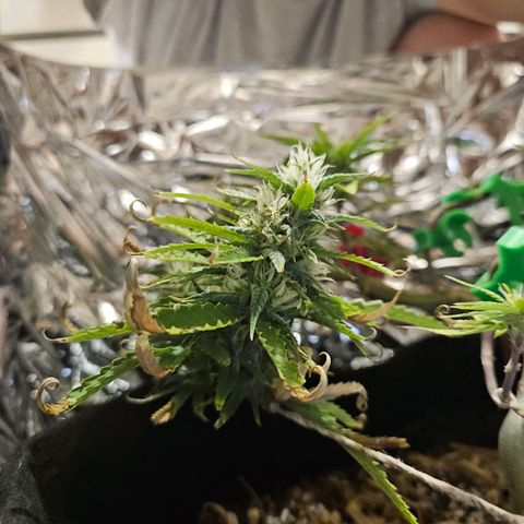 Space Girl growlog timeline photo