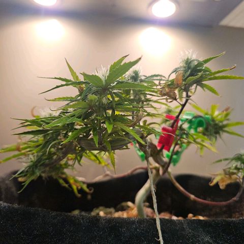 Space Girl growlog timeline photo