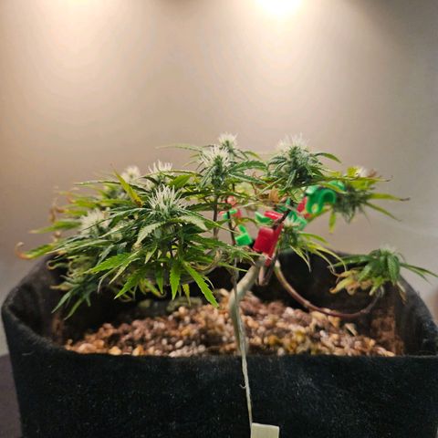 Space Girl growlog timeline photo