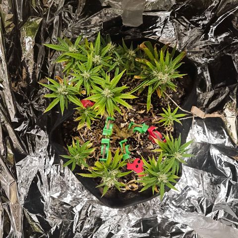 Space Girl growlog timeline photo