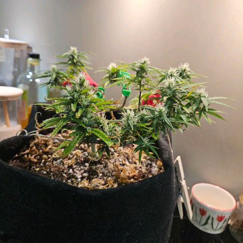Space Girl growlog timeline photo