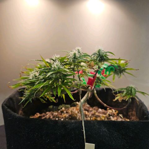 Space Girl growlog timeline photo