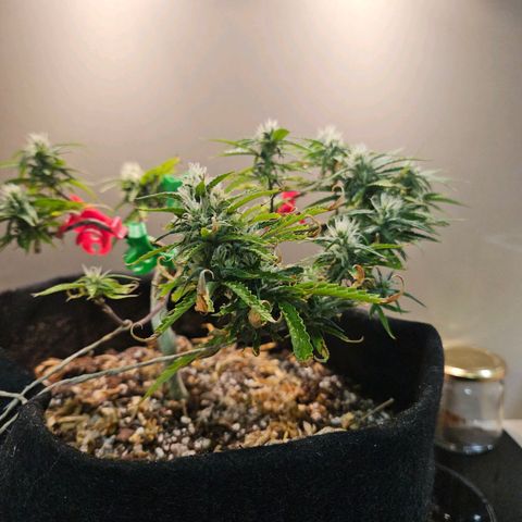 Space Girl growlog timeline photo