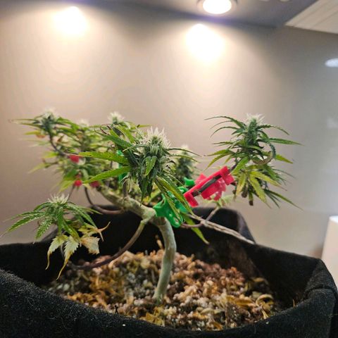 Space Girl growlog timeline photo