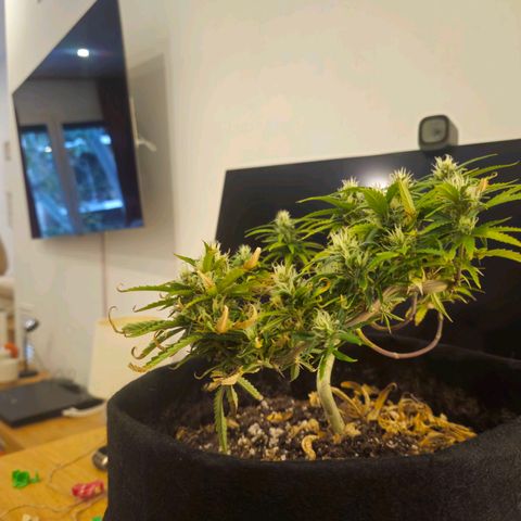 Space Girl growlog timeline photo