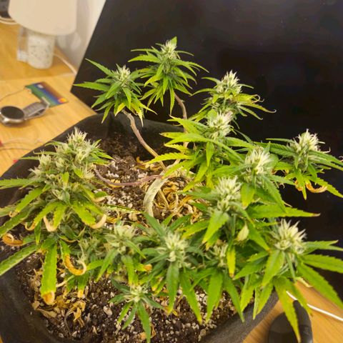 Space Girl growlog timeline photo
