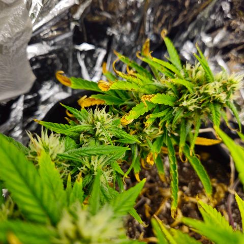 Space Girl growlog timeline photo