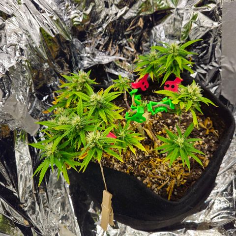 Space Girl growlog timeline photo