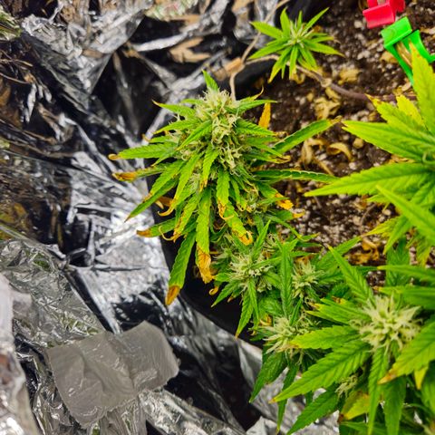Space Girl growlog timeline photo