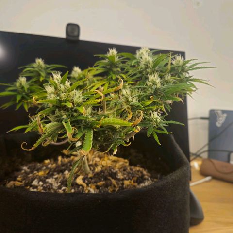 Space Girl growlog timeline photo