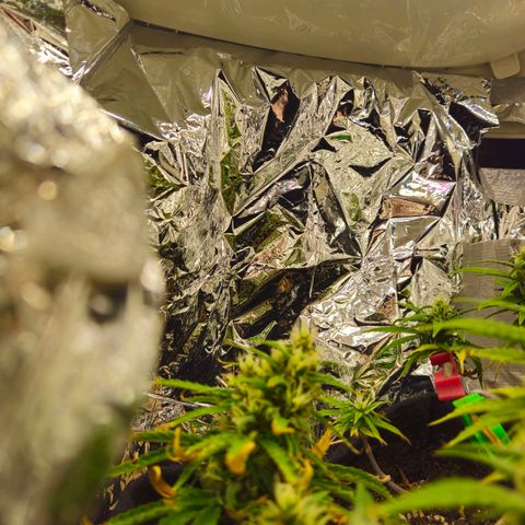Space Girl growlog timeline photo