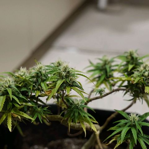 Space Girl growlog timeline photo