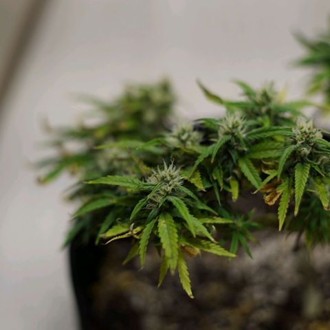 Space Girl growlog timeline photo