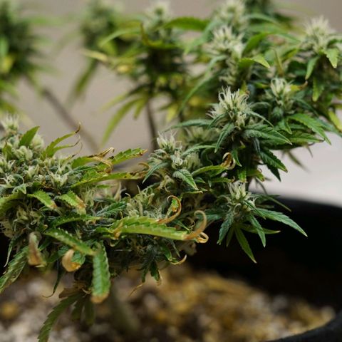 Space Girl growlog timeline photo