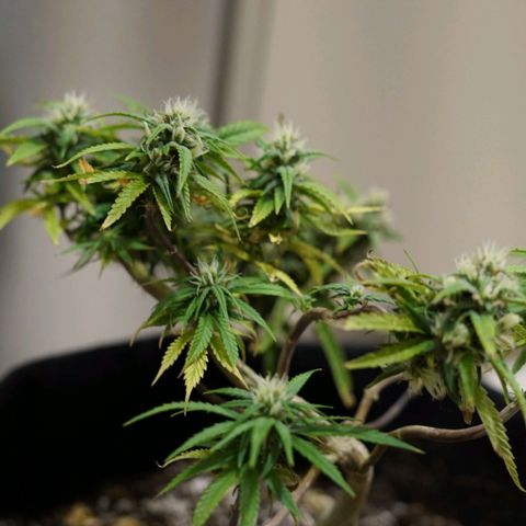 Space Girl growlog timeline photo