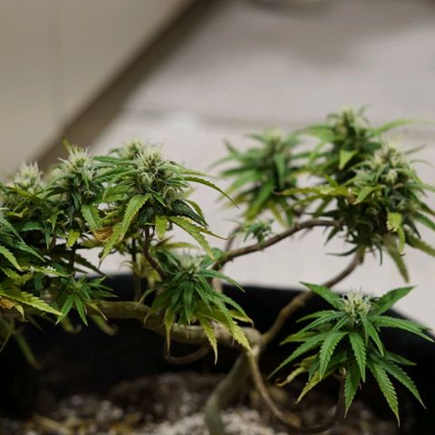 Space Girl growlog timeline photo