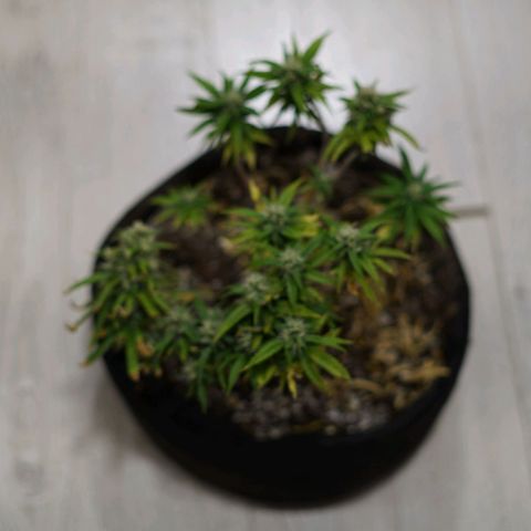 Space Girl growlog timeline photo
