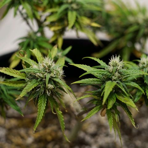 Space Girl growlog timeline photo