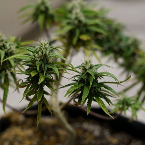 Space Girl growlog timeline photo