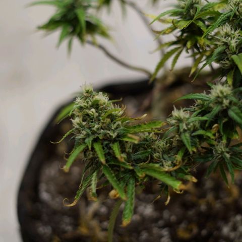 Space Girl growlog timeline photo