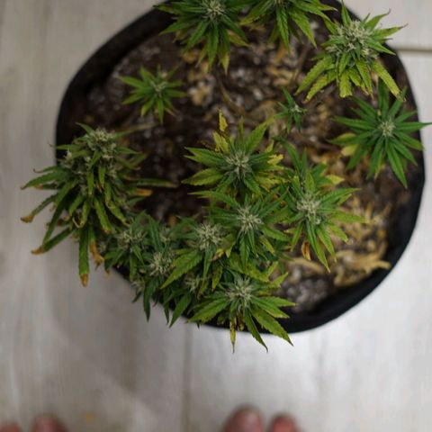 Space Girl growlog timeline photo