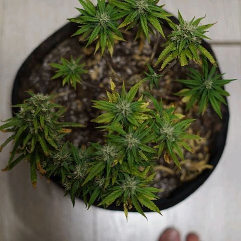 Space Girl growlog timeline photo