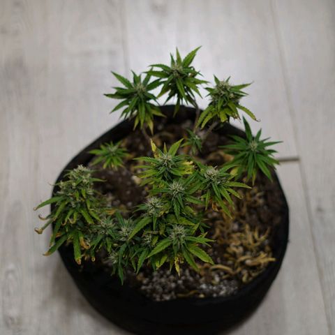 Space Girl growlog timeline photo