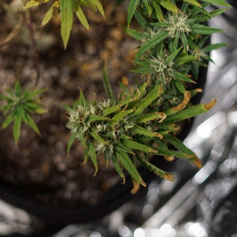Space Girl growlog timeline photo