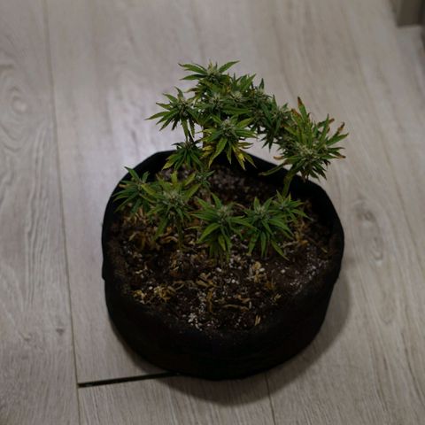 Space Girl growlog timeline photo
